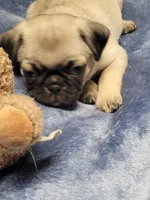 Holdem, a male Pug for sale in Aurora, CO – Photo 5 of 7