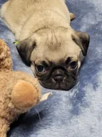 Holdem, a male Pug for sale in Aurora, CO – Photo 1 of 7