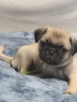 Holdem, a male Pug for sale in Aurora, CO – Photo 7 of 7