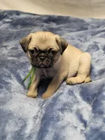 Holdem, a male Pug for sale in Aurora, CO – Photo 4 of 7