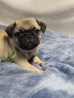 Holdem, a male Pug for sale in Aurora, CO – Photo 6 of 7