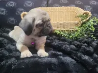 Kaylani, a female Pug for sale in Aurora, CO – 8 of 10