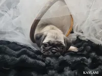 Kaylani, a female Pug for sale in Aurora, CO – 5 of 10