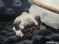 Makena'lei, a female Pug for sale in Aurora, CO – 5 of 5