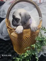 Kaylani, a female Pug for sale in Aurora, CO – 9 of 10