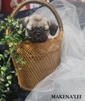 Makena'lei, a female Pug for sale in Aurora, CO – 2 of 5