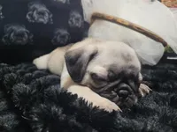 Kaylani, a female Pug for sale in Aurora, CO – 2 of 10