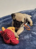 Chance, a male Pug for sale in Aurora, CO – Photo 2 of 5