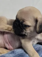 Chance, a male Pug for sale in Aurora, CO – Photo 4 of 5