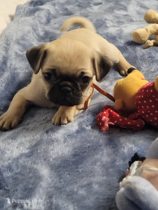 Chance – Pug puppy for sale in Aurora, CO