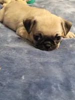 Chance, a male Pug for sale in Aurora, CO – Photo 5 of 5