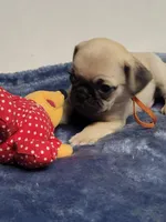 Chance, a male Pug for sale in Aurora, CO – Photo 3 of 5