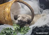 Makena'lei, a female Pug for sale in Aurora, CO – 3 of 5