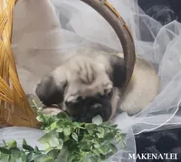 Makena'lei, a female Pug for sale in Aurora, CO – 1 of 5