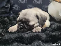 Kaylani, a female Pug for sale in Aurora, CO – 4 of 10