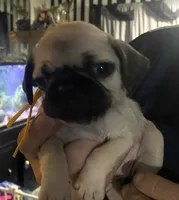 Takara, a female Pug for sale in Aurora, CO – Photo 4 of 4