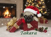 Takara, a female Pug for sale in Aurora, CO – Photo 1 of 4