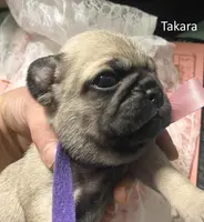 Takara, a female Pug for sale in Aurora, CO – Photo 2 of 4