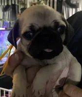 Takara, a female Pug for sale in Aurora, CO – Photo 3 of 4