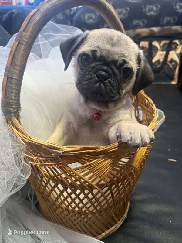 Riyon – Pug puppy for sale in Aurora, CO