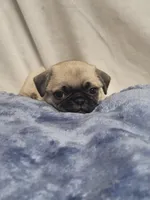 Devo, a male Pug for sale in Aurora, CO – Photo 8 of 10