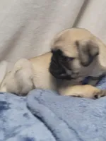 Devo, a male Pug for sale in Aurora, CO – Photo 4 of 10