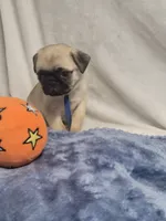Devo, a male Pug for sale in Aurora, CO – Photo 10 of 10