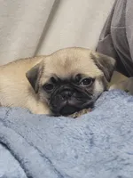 Devo, a male Pug for sale in Aurora, CO – Photo 6 of 10