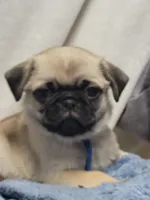 Devo, a male Pug for sale in Aurora, CO – Photo 9 of 10