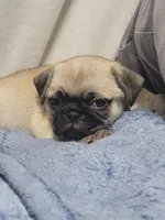 Devo, a male Pug for sale in Aurora, CO – Photo 5 of 10