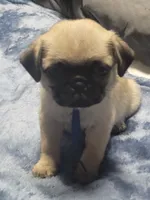 Devo, a male Pug for sale in Aurora, CO – Photo 3 of 10