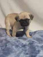 Devo, a male Pug for sale in Aurora, CO – Photo 7 of 10