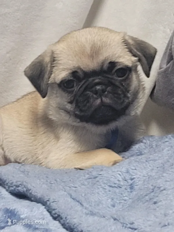 Devo – Pug puppy for sale in Aurora, CO