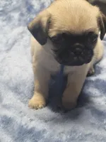 Devo, a male Pug for sale in Aurora, CO – Photo 2 of 10