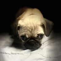 processed/15611bac-2c9e-420b-a1b2-d463ba95b19c/listing/e0a85962-f7d3-44c6-b47b-aa2e701d2d25/3aa263da-a732-47e7-aff3-0dae8d7b689e