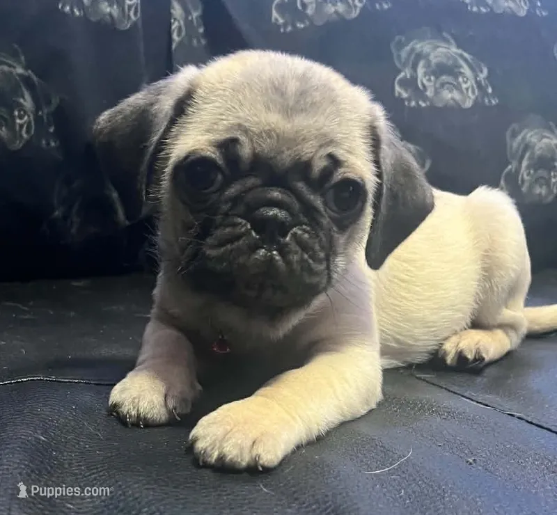 Virg – Pug puppy for sale in Aurora, CO