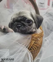 Kaylani, a female Pug for sale in Aurora, CO – 3 of 10