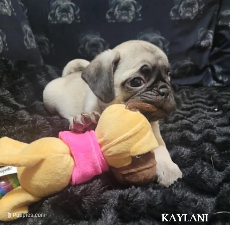 Kaylani – Pug puppy on hold in Aurora, CO