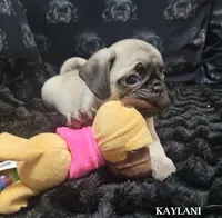 Kaylani, a female Pug for sale in Aurora, CO – 1 of 10