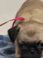 Evie, a female Pug for sale in Aurora, CO – Photo 9 of 9