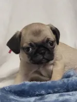 Evie, a female Pug for sale in Aurora, CO – Photo 5 of 9