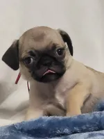 Evie, a female Pug for sale in Aurora, CO – Photo 4 of 9