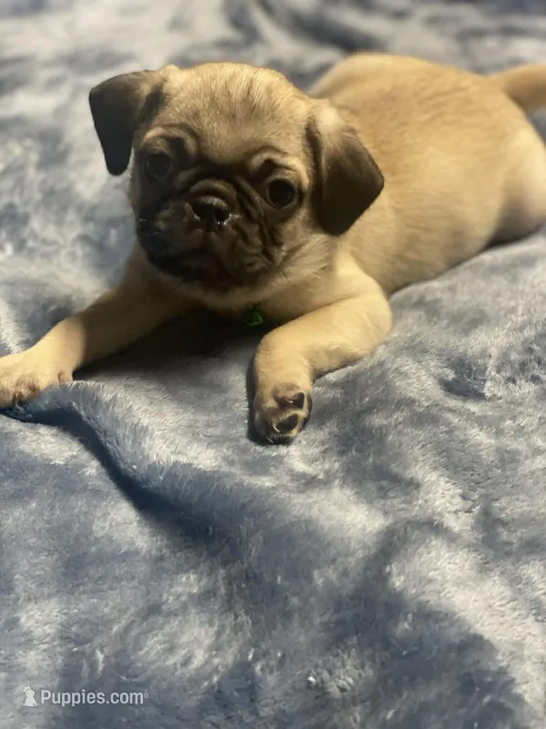 Evie – Pug puppy for sale in Aurora, CO