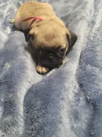Evie, a female Pug for sale in Aurora, CO – Photo 8 of 9