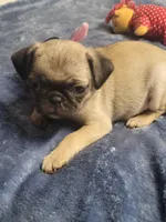 Evie, a female Pug for sale in Aurora, CO – Photo 6 of 9
