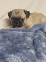 Evie, a female Pug for sale in Aurora, CO – Photo 3 of 9