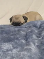 Evie, a female Pug for sale in Aurora, CO – Photo 2 of 9