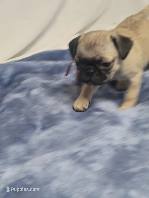 Evie – Pug puppy for sale in Aurora, CO