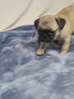 Evie, a female Pug for sale in Aurora, CO – Photo 1 of 9