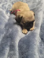 Evie, a female Pug for sale in Aurora, CO – Photo 7 of 9